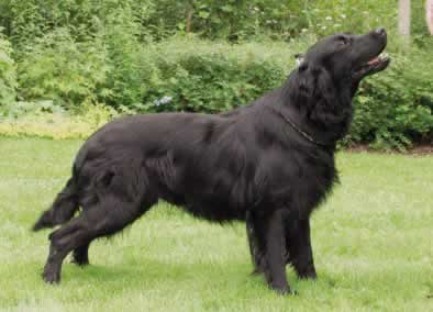 Flat CoatedRetriever